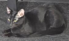 male siamois x highland lynx - Photo 10