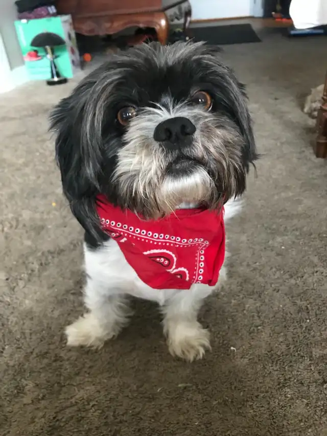 Experience, pet sitting