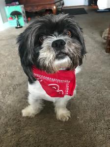 Experience, pet sitting