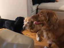 Experience, pet sitting - Photo 3