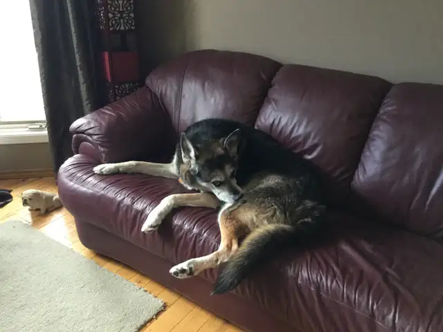 Experience, pet sitting - Photo 4