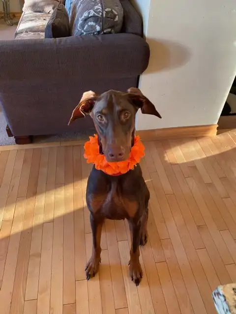 Experience, pet sitting - Photo 5