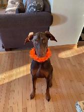 Experience, pet sitting - Photo 5