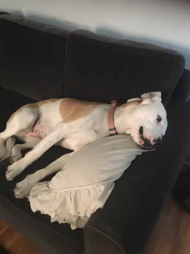 Experience, pet sitting - Photo 6