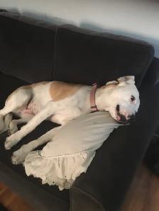 Experience, pet sitting - Photo 6