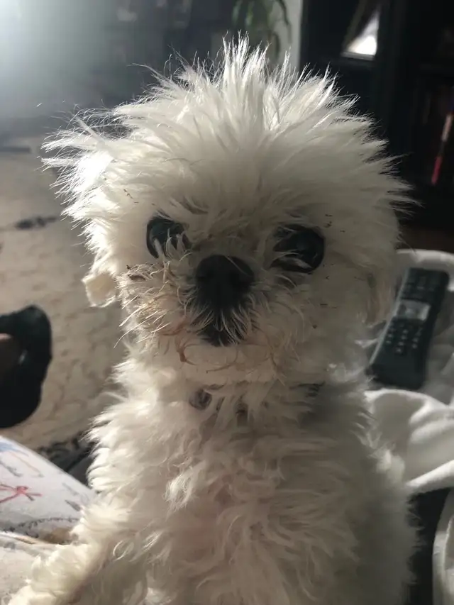 Experience, pet sitting - Photo 7