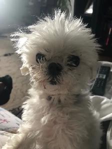 Experience, pet sitting - Photo 7