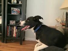 Experience, pet sitting - Photo 8