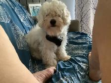 Experience, pet sitting - Photo 10