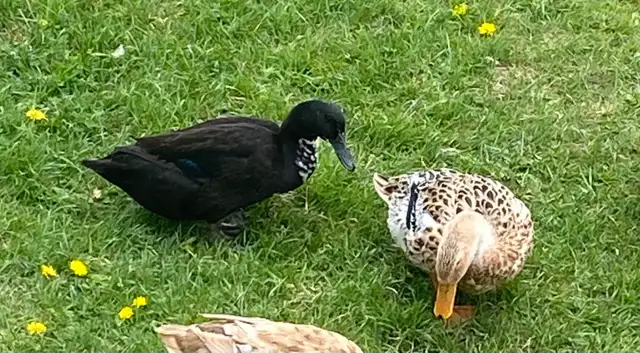 Ducks in lay