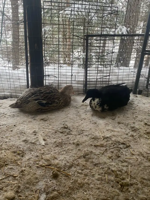 Ducks in lay - Photo 2