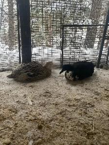 Ducks in lay - Photo 2