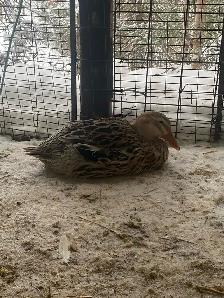 Ducks in lay - Photo 3