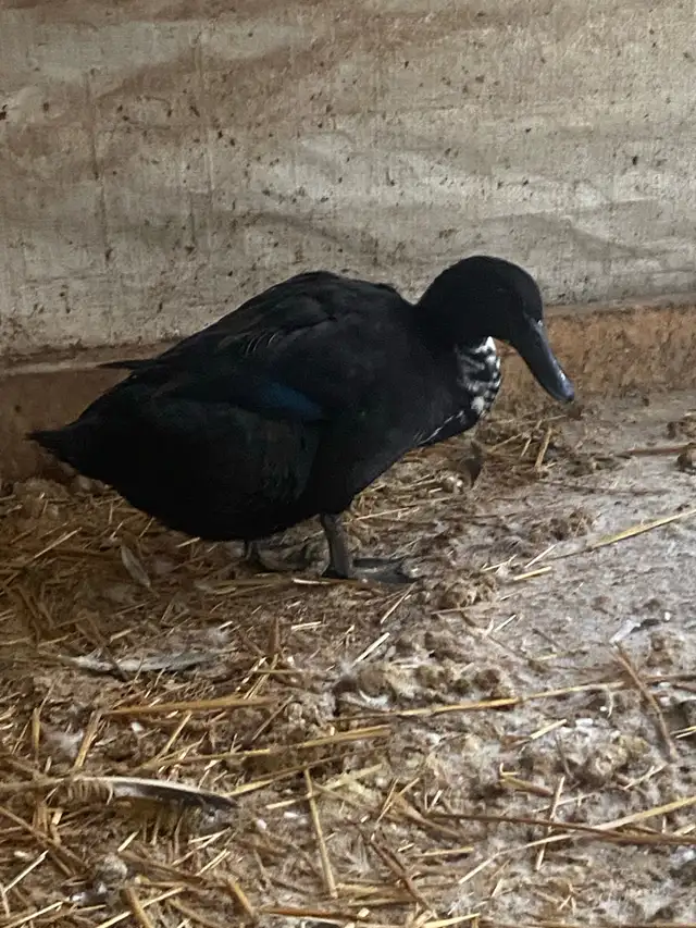 Ducks in lay - Photo 4