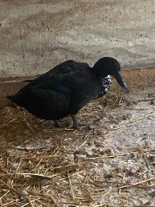 Ducks in lay - Photo 4