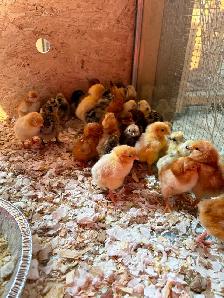 Magnifiques Poussins à $5