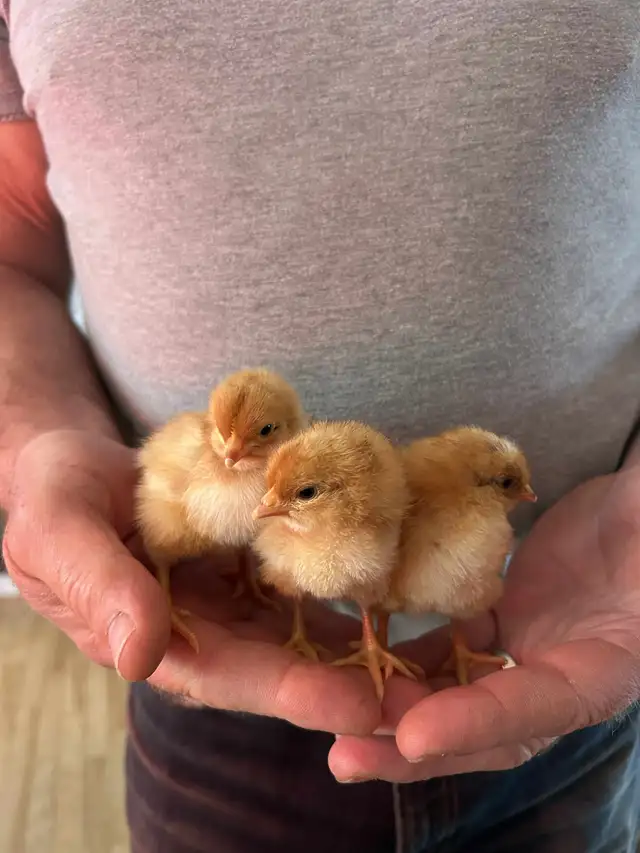 Magnifiques Poussins à $5 - Photo 3