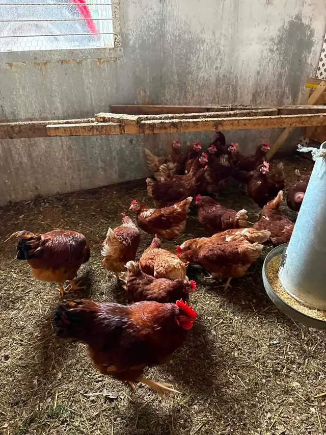 Magnifiques Poussins à $5 - Photo 4