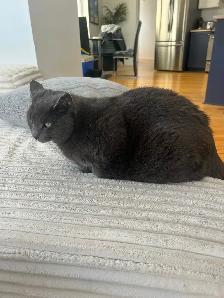 Chat a donner - Photo 2