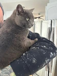 Chat a donner - Photo 3