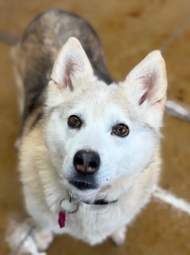 Husky Mix - Photo 2