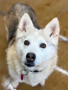Husky Mix - Photo 2