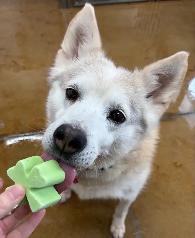 Husky Mix - Photo 3