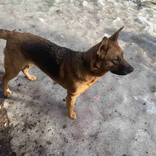 Looking for a purebred male German Shepherd for breeding