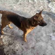 Looking for a purebred male German Shepherd for breeding