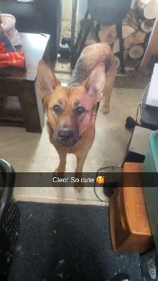 Looking for a purebred male German Shepherd for breeding - Photo 2