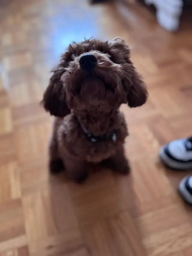 adorable surprise / belle surprise!