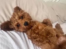 adorable surprise / belle surprise! - Photo 3