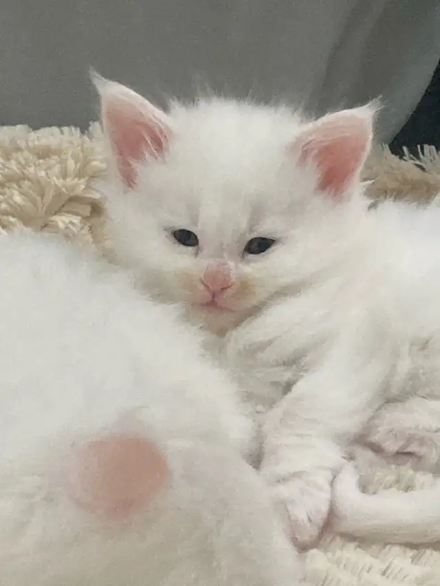 chaton Maine coon - Photo 2