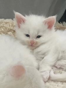 chaton Maine coon - Photo 2