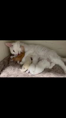 chaton Maine coon - Photo 3