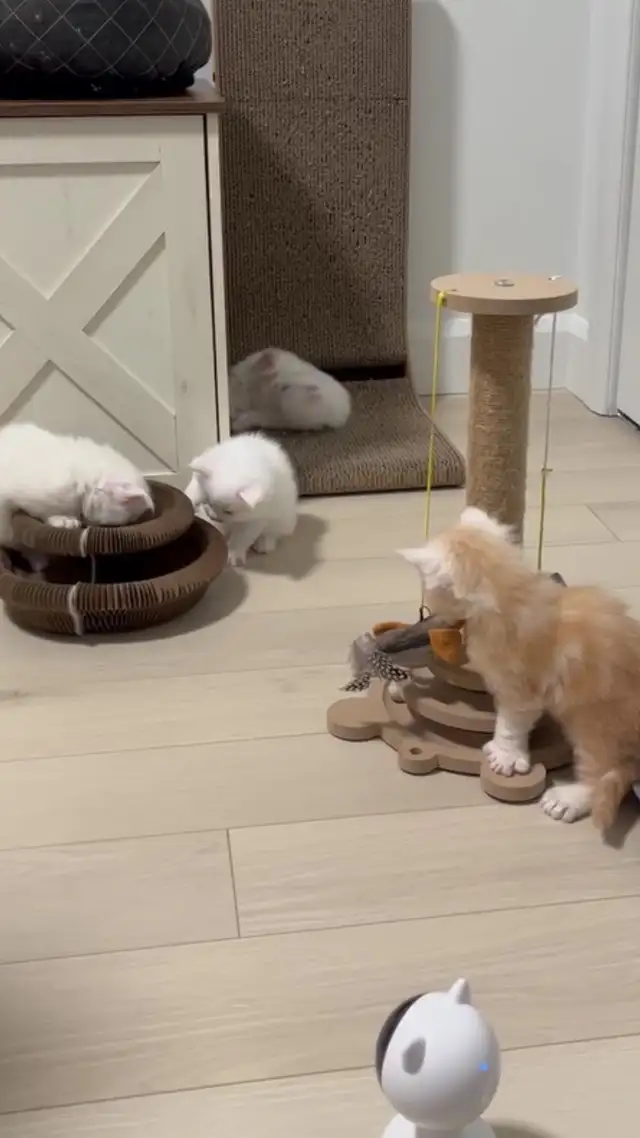 chaton Maine coon - Photo 4