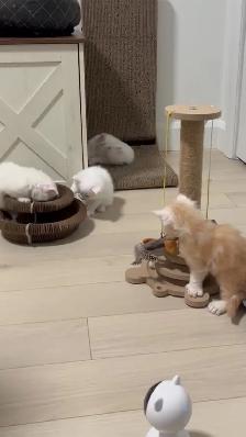 chaton Maine coon - Photo 4