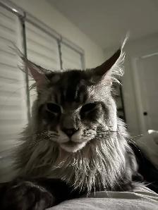 chaton Maine coon - Photo 5