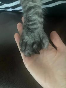 chaton Maine coon - Photo 6