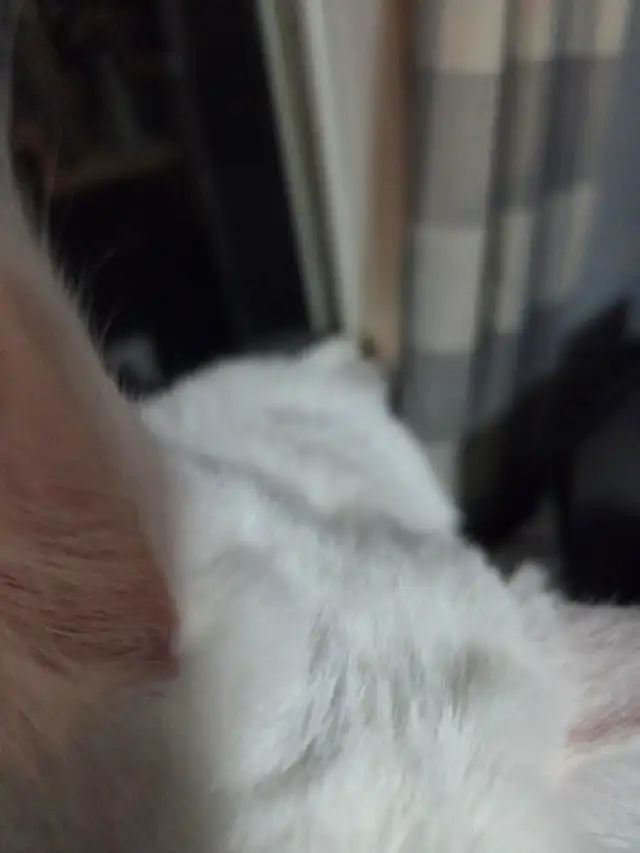 chaton Maine coon - Photo 7