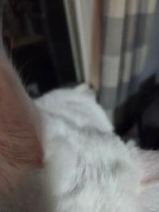 chaton Maine coon - Photo 7