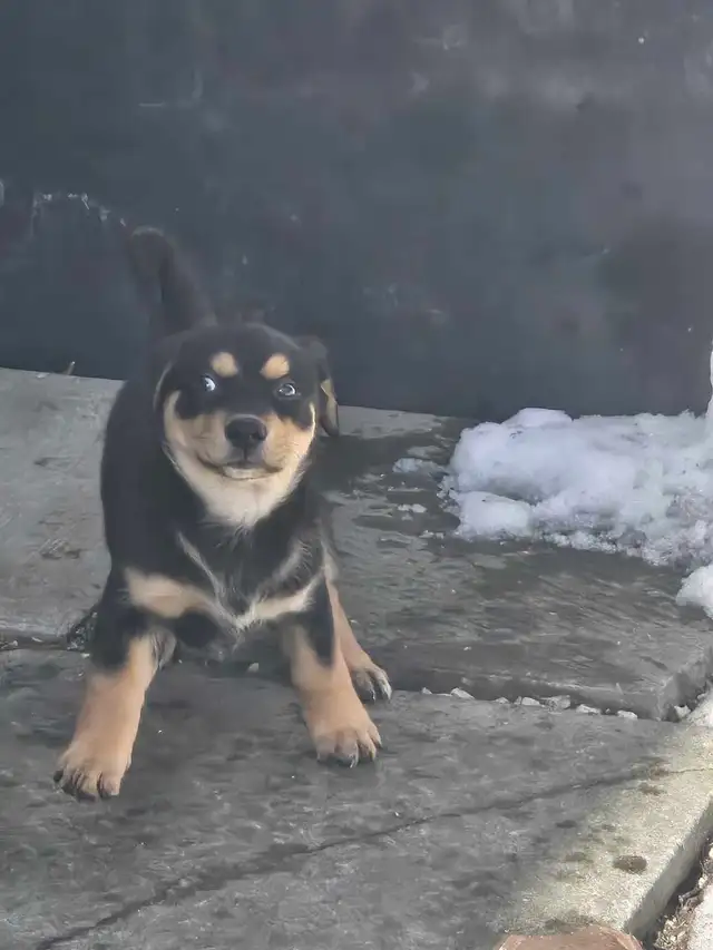 adorable puppies - Photo 2