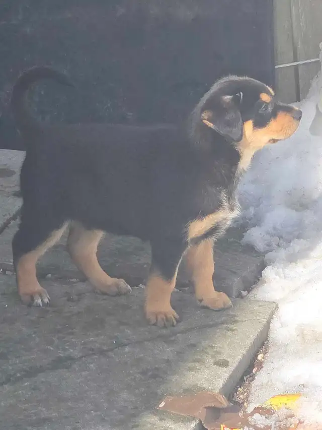 adorable puppies - Photo 3