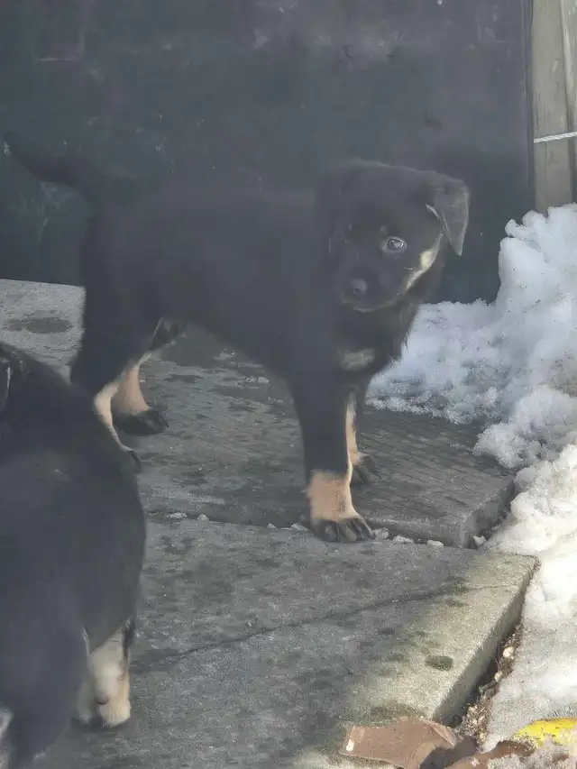 adorable puppies - Photo 4