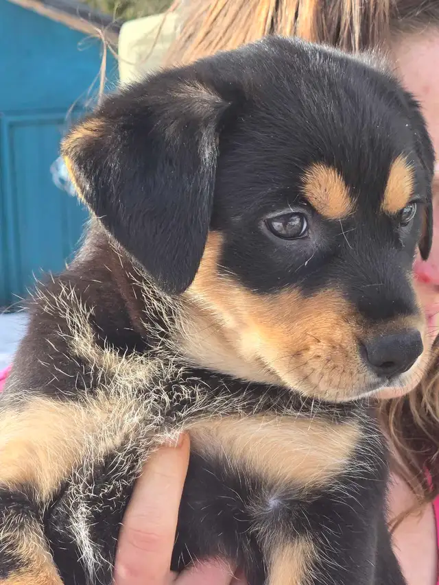 adorable puppies - Photo 5