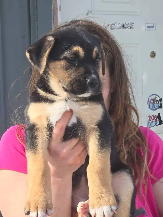 adorable puppies - Photo 6