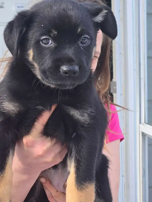 adorable puppies - Photo 7