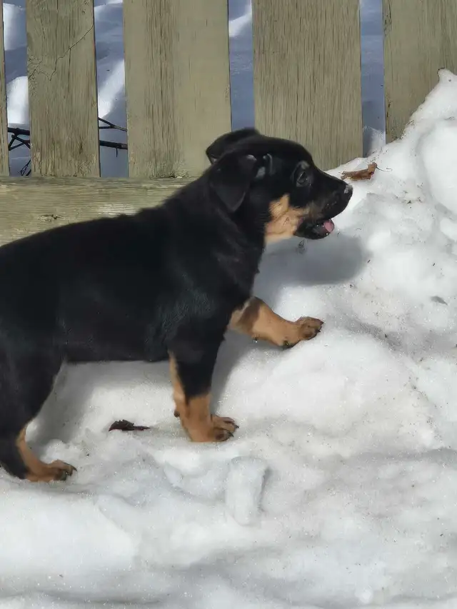 adorable puppies - Photo 8