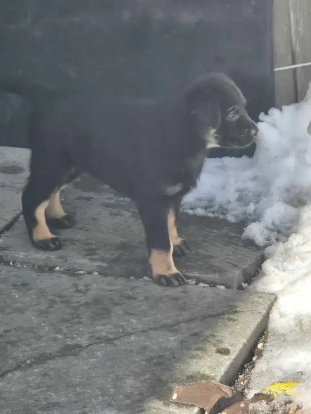 adorable puppies - Photo 9