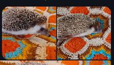 ♥♥♥Young adult hedgehogs available Mason or Ainsley. Text to rep